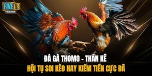 Đá Gà Thomo – Thần Kê Hội Tụ Soi Kèo Hay Kiếm Tiền Cực Đã